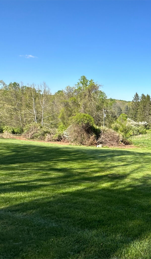 Forestry Mulching