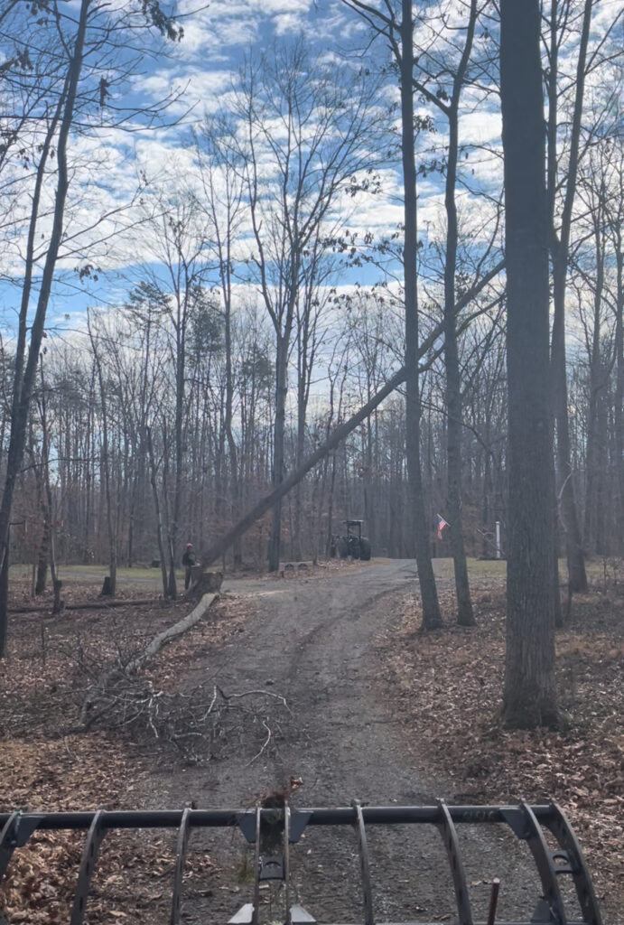 Tree Removal