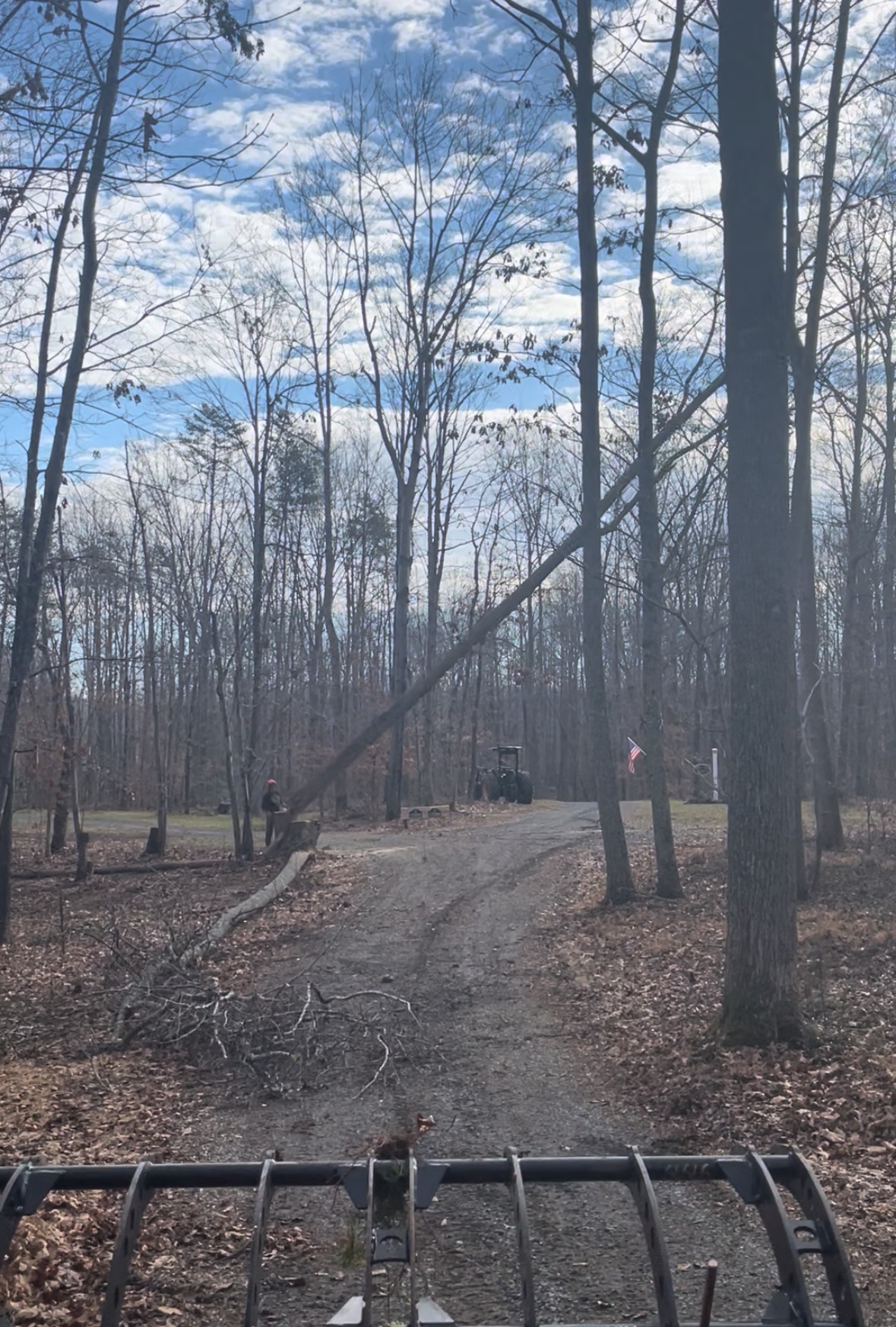 Tree Removal