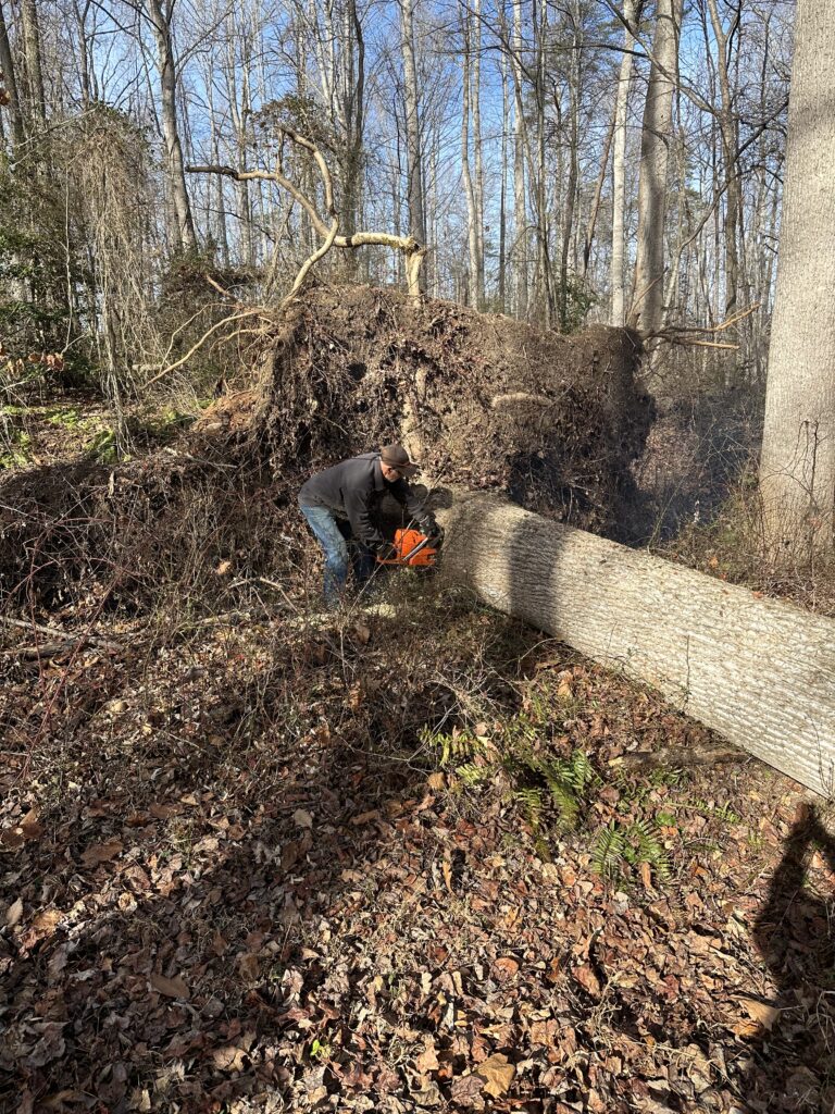 fallen tree removal