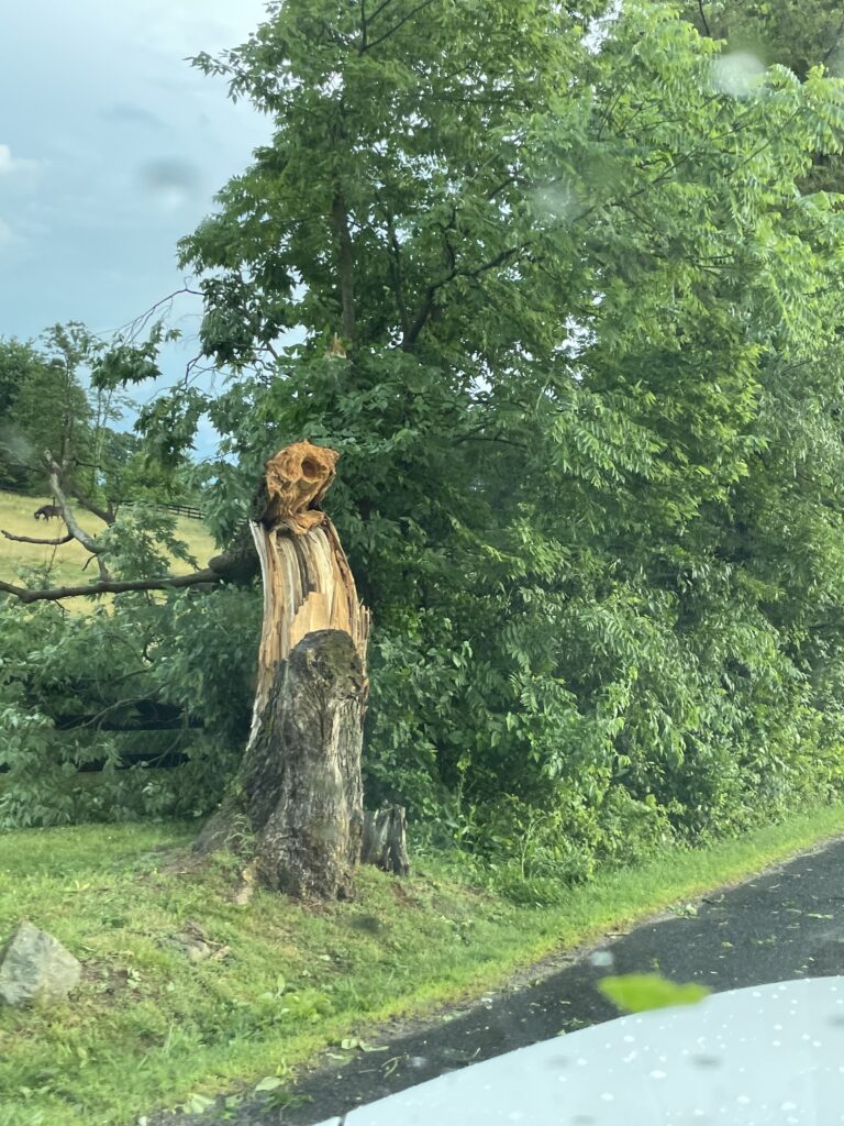 fallen tree removal