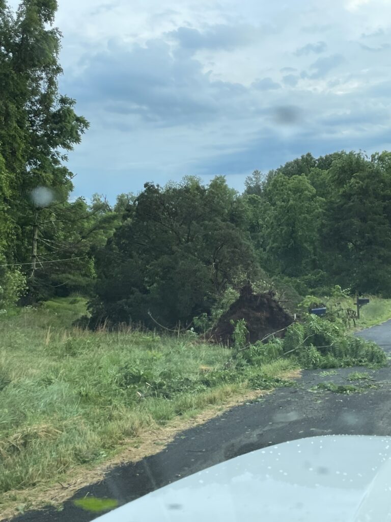 fallen tree removal