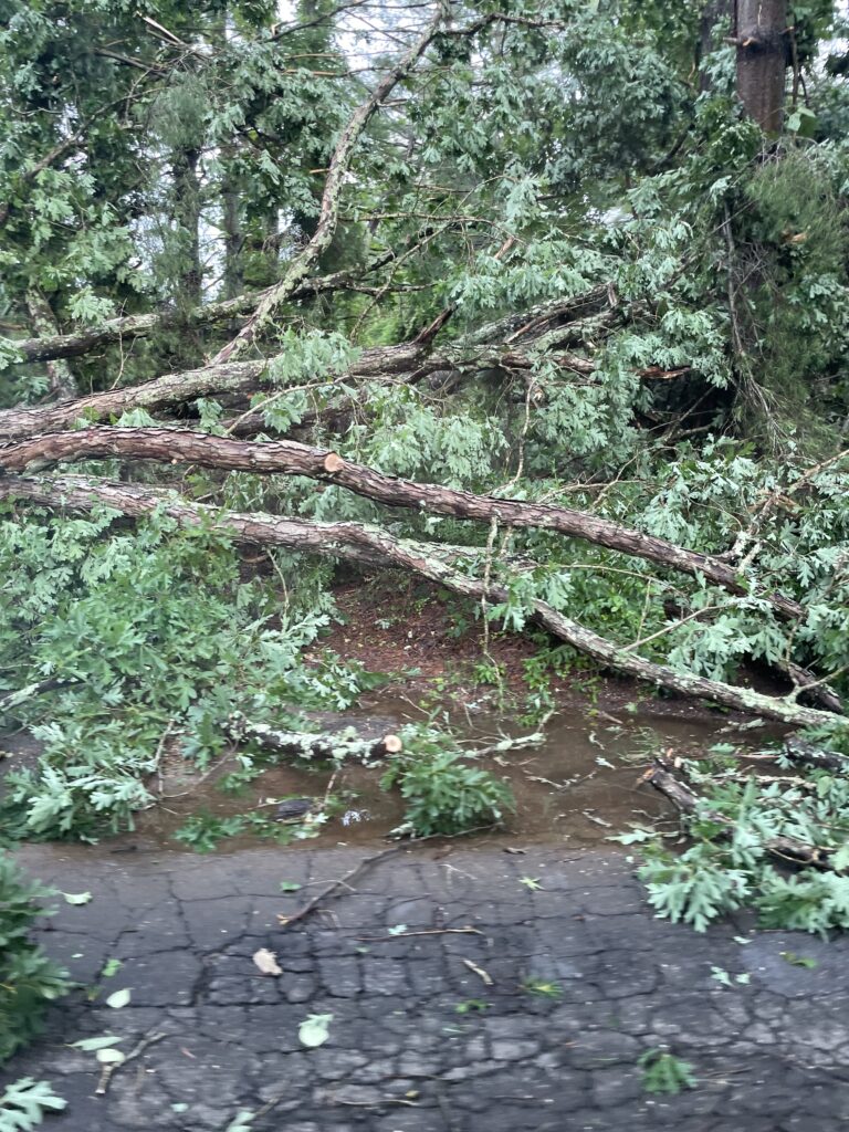 fallen tree removal