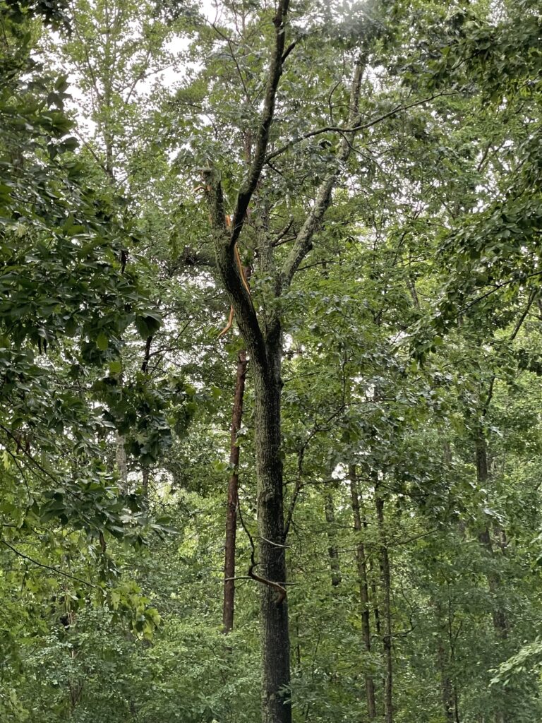 fallen tree removal