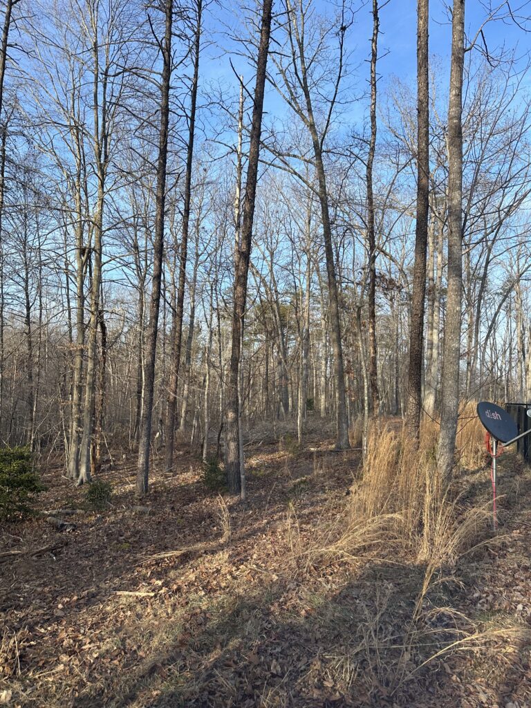 forestry mulching