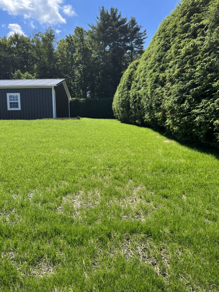 grading and lawn seeding