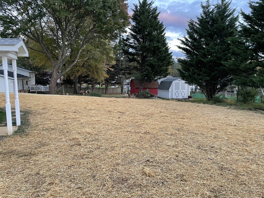 lawn seeding