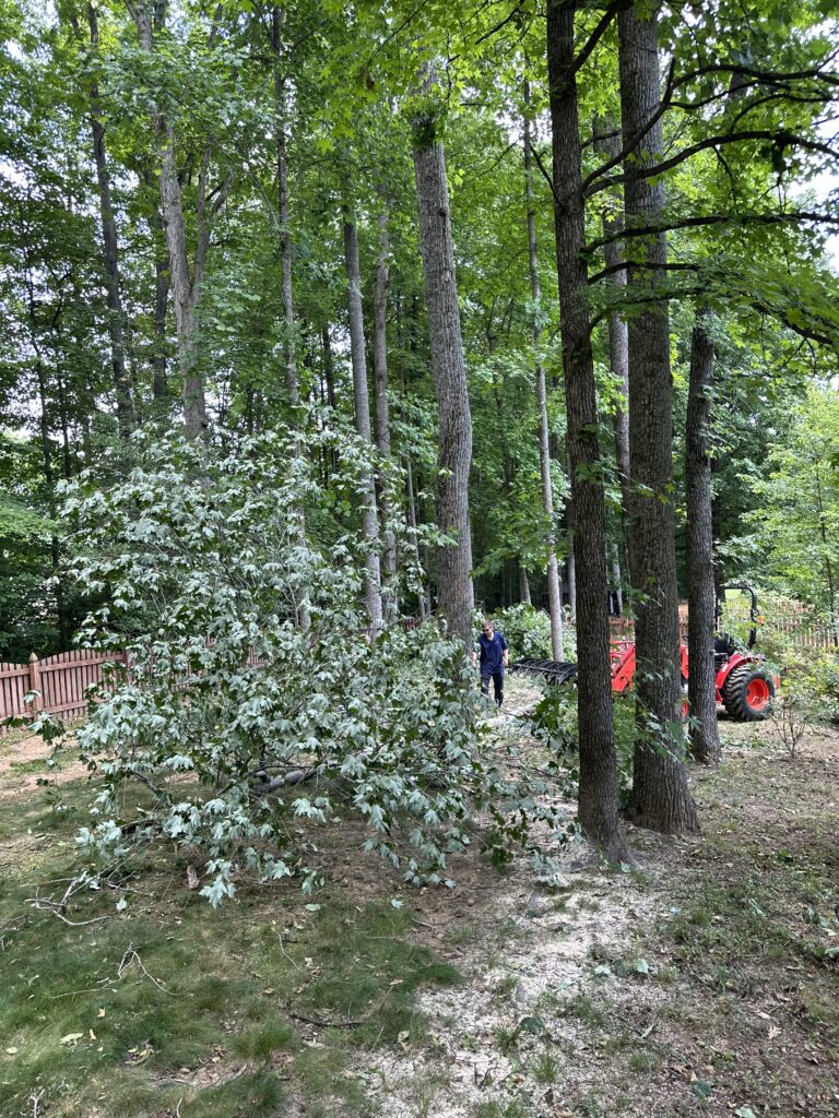 tree removal