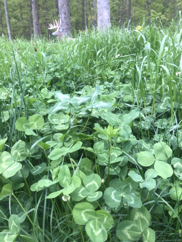 wildlife habitat restoration project, food plot