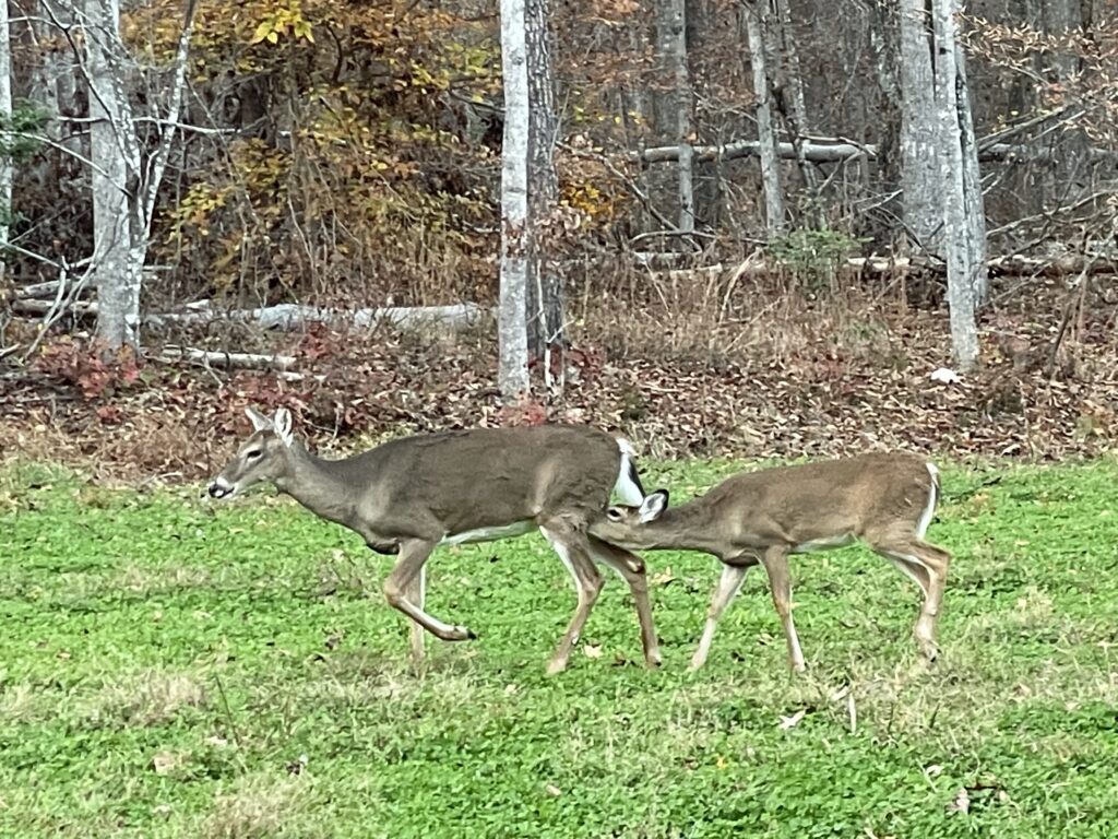 wildlife habitat restoration project, food plot