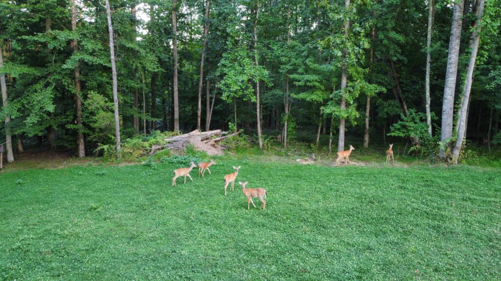 wildlife habitat restoration project, food plot