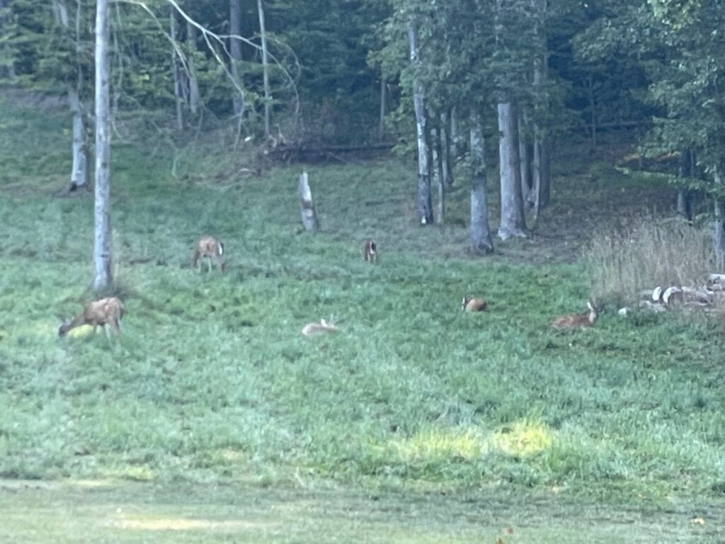 wildlife habitat restoration project, food plot