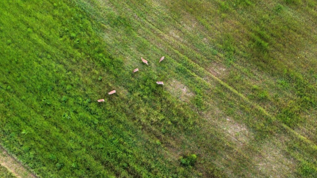 wildlife habitat restoration project, food plot