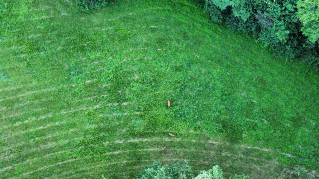 wildlife habitat restoration project, food plot