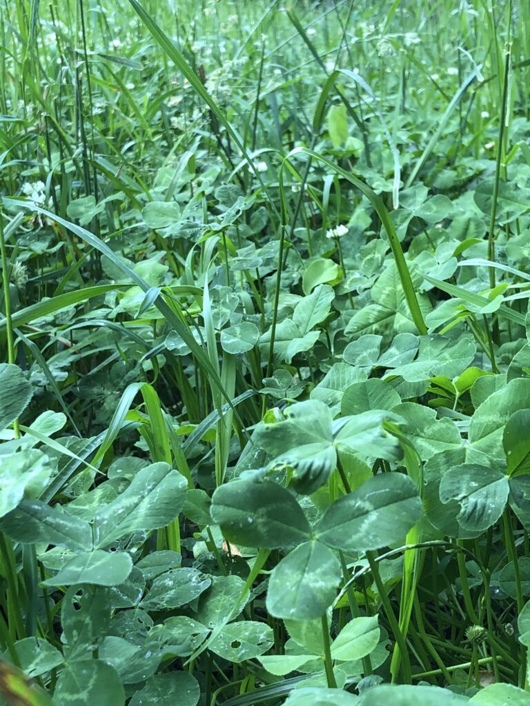 wildlife habitat restoration project, food plot