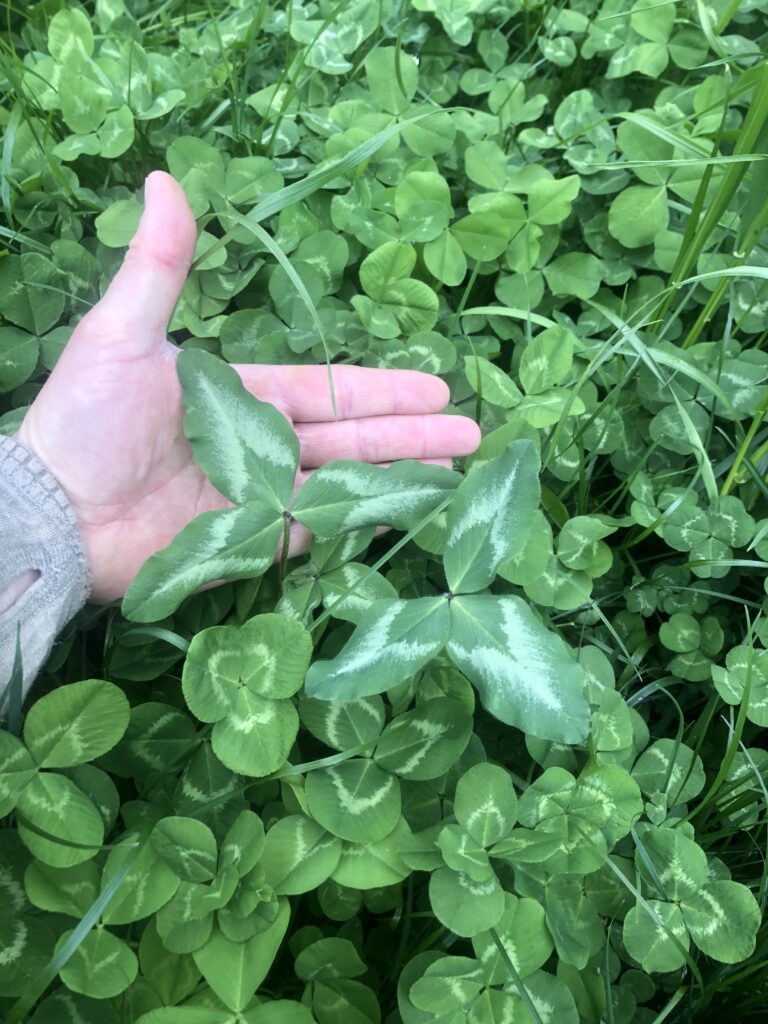 wildlife habitat restoration project, food plot