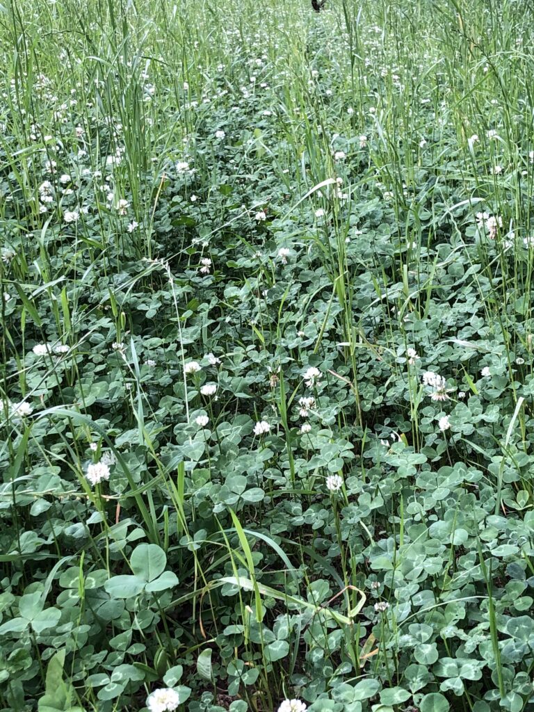 wildlife habitat restoration project, food plot