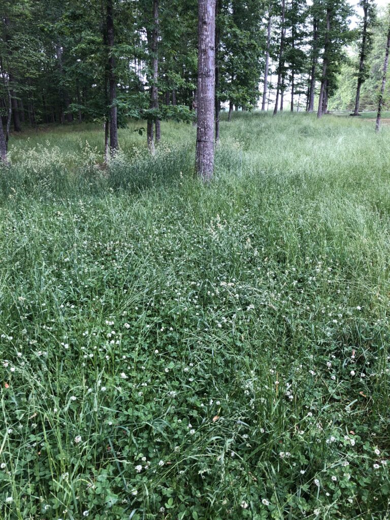 wildlife habitat restoration project, food plot