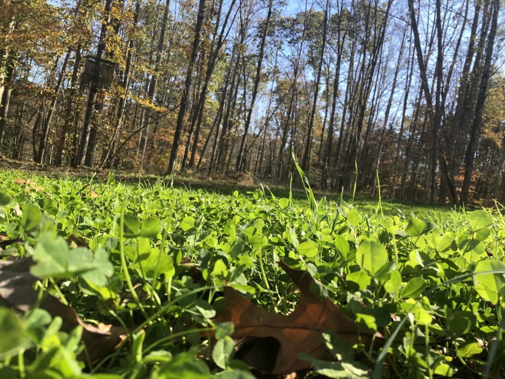 wildlife habitat restoration project, food plot