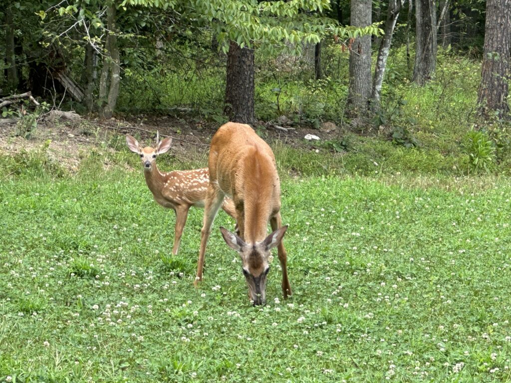 wildlife habitat restoration project, food plot