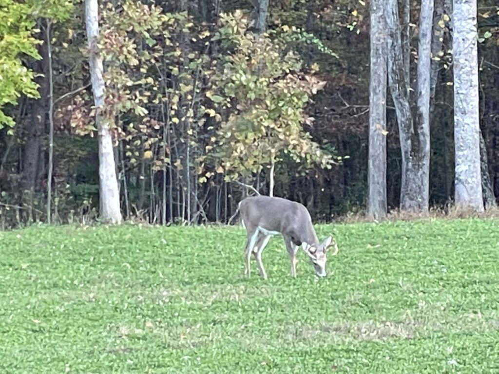 wildlife habitat restoration project, food plot