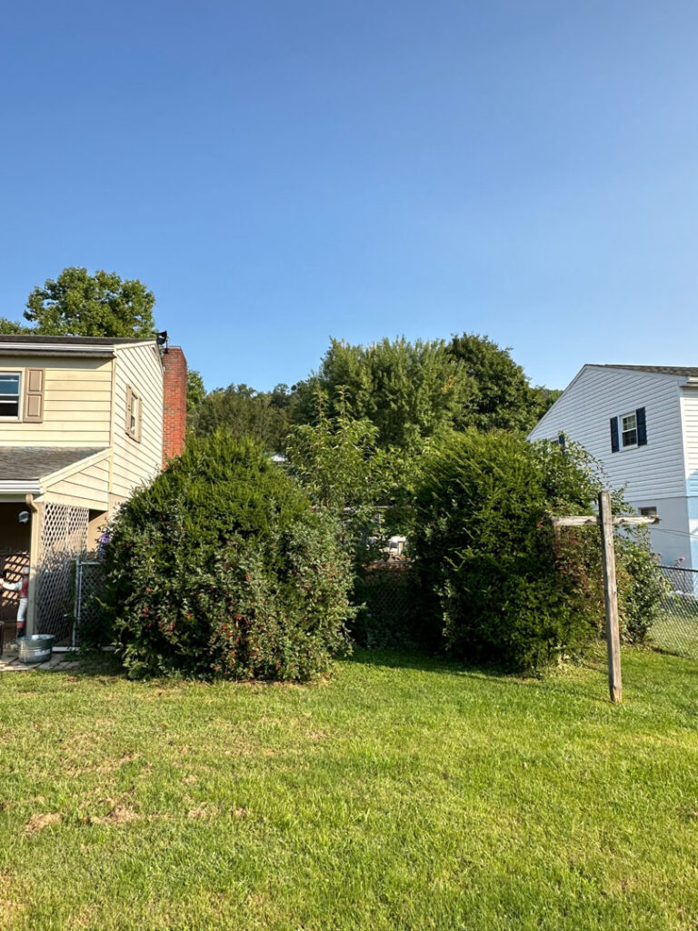 Before picture of a landscape overhaul and drain install project, showing overgrown shrubs in back of house.