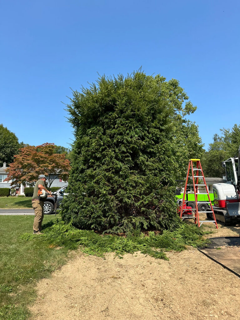 A large pine tree was trimmed.