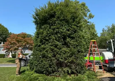 Tree shrub removal