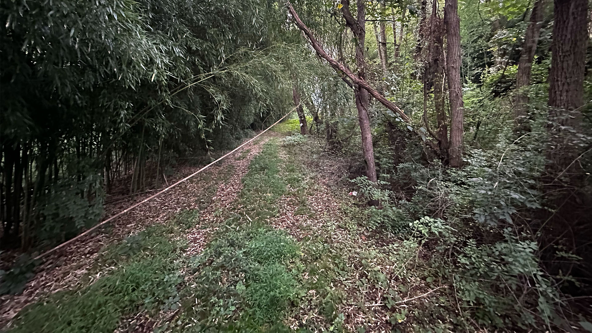 Right-Of-Way &Amp; Perimeter Vegetation Management 3 Dense vegetation restricting access to the river